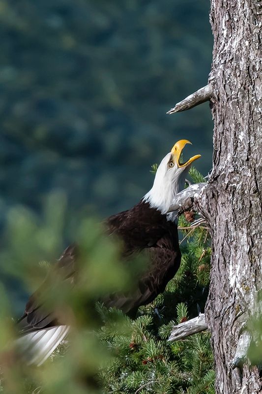 Bald Eagle - wake up call – Salish Sea Market (Bowser)